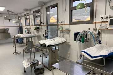 Telde y el Colegio Oficial de Veterinarios inician la campaña masiva de castración y esterilización de gatos callejeros/TA.